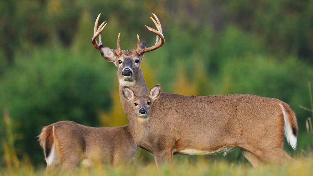 Deer hunting spotting