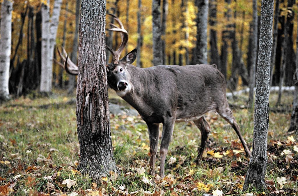 How to Spot and Track Deer - Hunting for Binoculars